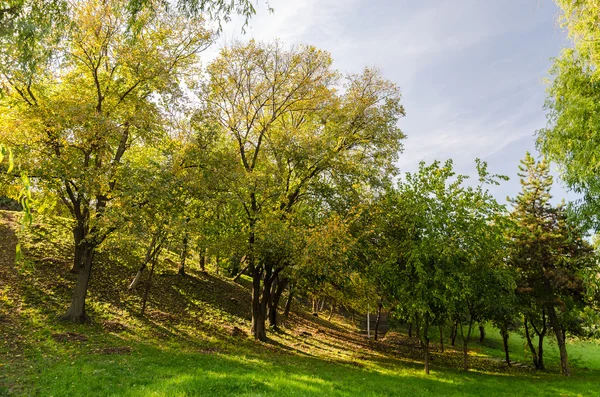 Herbstfarben im Wald — Stockfoto