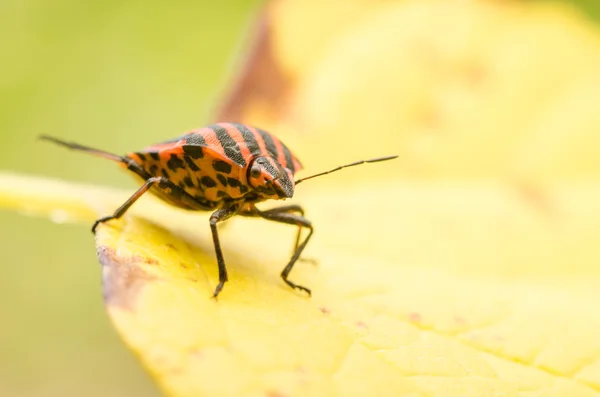 Sköld bugg eller stank bugg insekt makro — Stockfoto