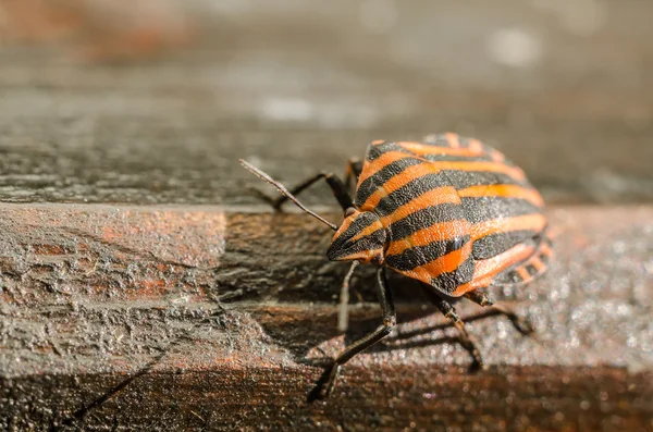 Щит жук или вонючий жук насекомое Макро — стоковое фото