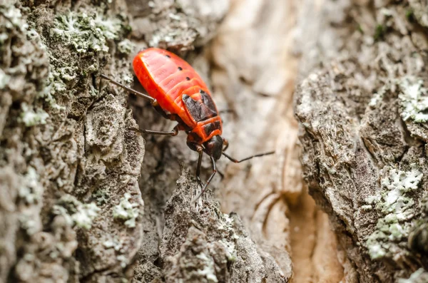 Schildwanze oder Stinkwanze Insektenmakro — Stockfoto