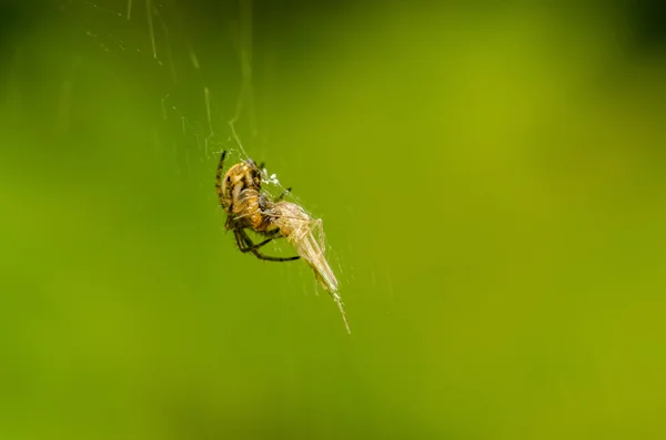 Spider Feeding On Prey — Stock Photo, Image