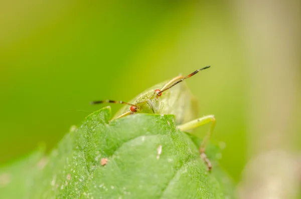 Zelený pruhovaný štít bug nebo smradlavého chrobáka — Stock fotografie