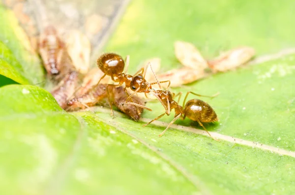 Hormigas comiendo áfidos Honeydew Drop — Foto de Stock