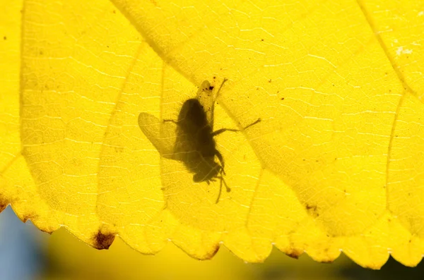 Fly Shadow on Leaf — стоковое фото