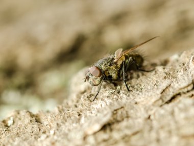 küçük sinek böcek