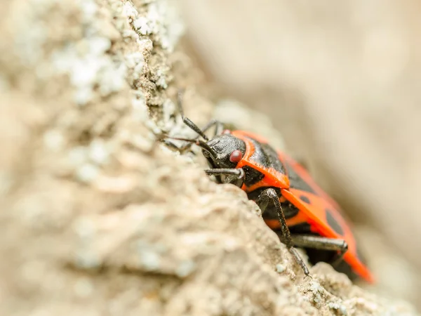 Rote Stinkwanze — Stockfoto