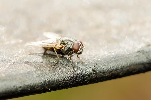 Mouche domestique commune avec les yeux rouges — Photo