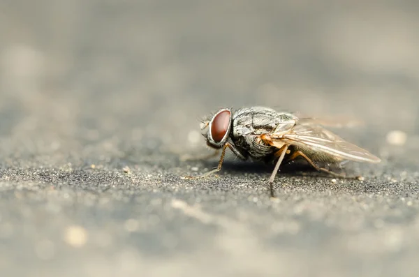 Common Housefly With Red Eyes — Stock Photo, Image