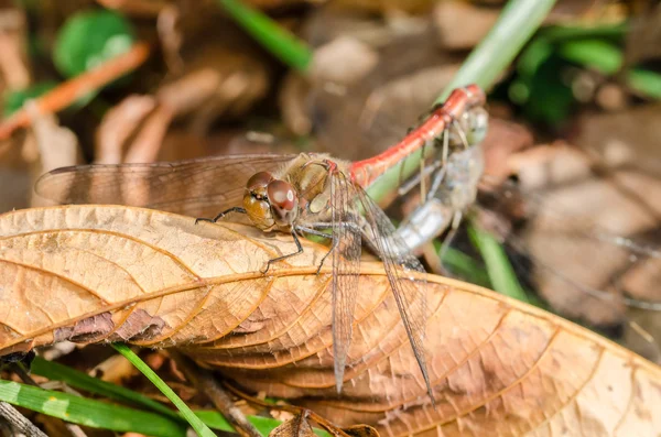 Two Dragonflies Reproduction — Stock Photo, Image