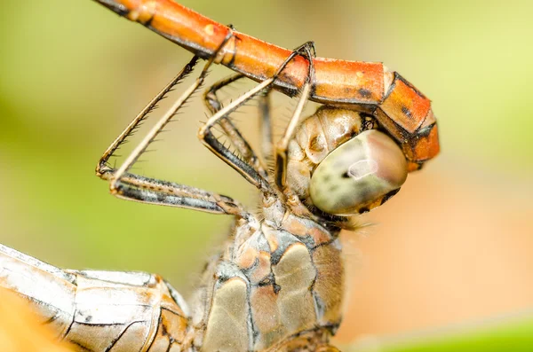 Libellen reproductieve systeem — Stockfoto