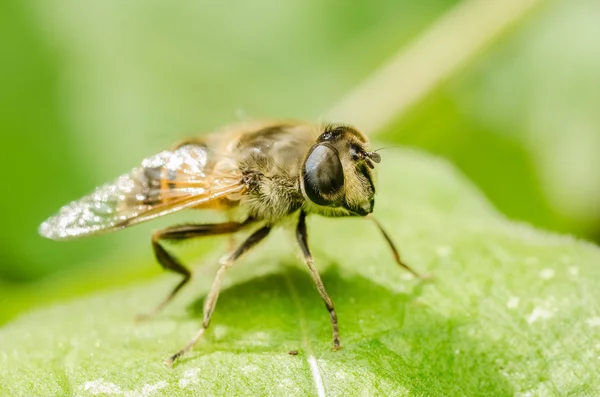 Pracovní včela hmyz — Stock fotografie