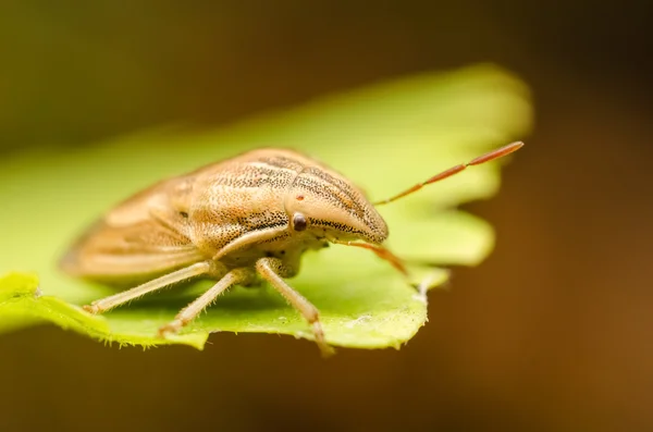 Brun sköld bugg eller stank bugg — Stockfoto