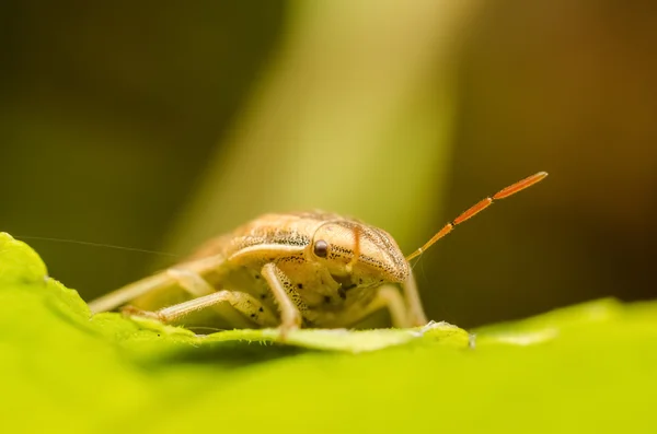 Bruin schild bug of hilare — Stockfoto