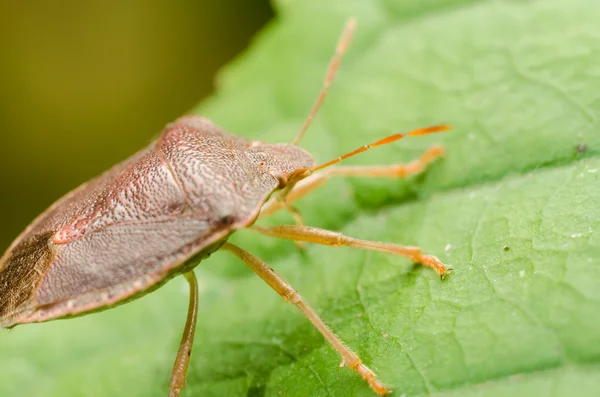 Bug marrone puzzolente o bug scudo — Foto Stock