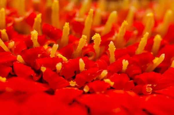 Vermelho Gerbera Flor Polen — Fotografia de Stock