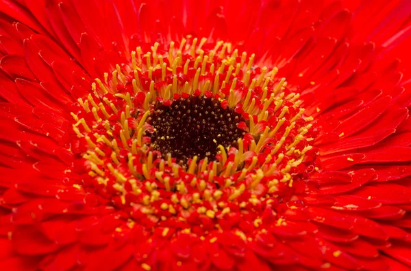 Red Gerbera Flower — Stock Photo, Image