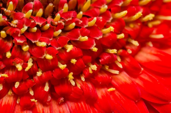 Vermelho Gerbera Flor Polen — Fotografia de Stock