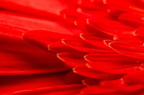 Pétalas de flor de gerbera vermelha — Fotografia de Stock