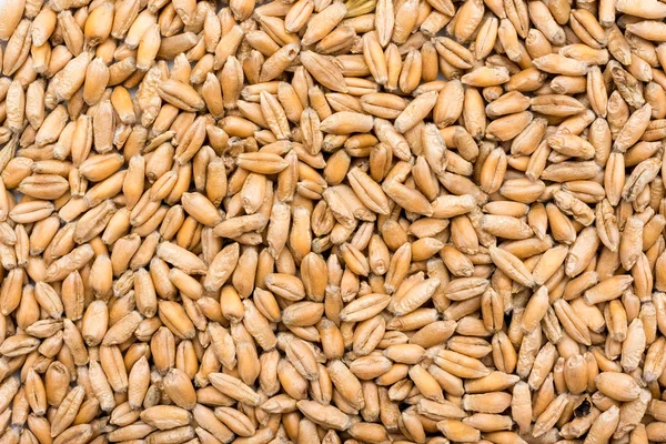 Wheat Seeds Background — Stock Photo, Image