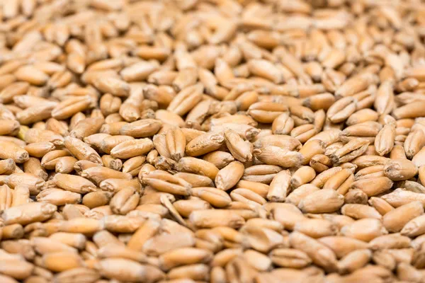 Pozadí semen pšenice — Stock fotografie