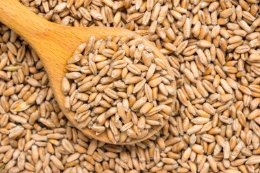 Wooden Spoon Filled With Wheat Seeds
