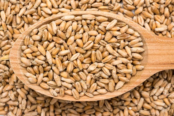 Cuchara de madera llena de semillas de trigo — Foto de Stock