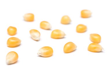 beyaz üzerine mısır tohumları