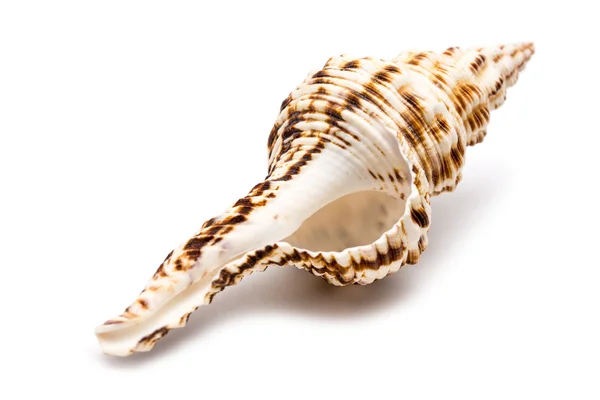 Sea Shell On White — Stock Photo, Image