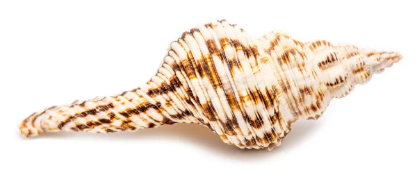 Mořská skořápka na bílé — Stock fotografie