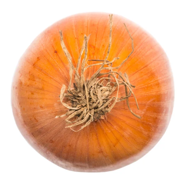 Ripe Onion — Stock Photo, Image