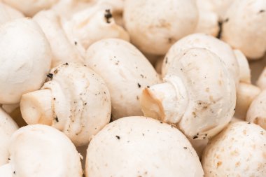 Taze şampiyon mantarları