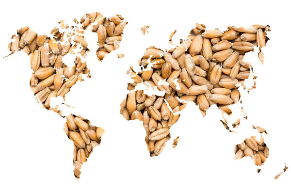 World Map Wheat Grains Isolated On White