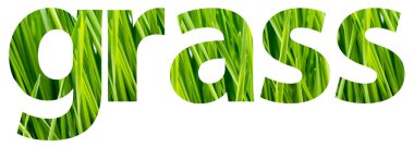 yeşil çim kelime kavram