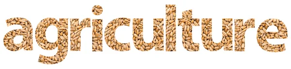 Palavra da agricultura feita do grão de trigo — Fotografia de Stock