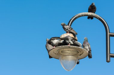 Eski ışık kutup üzerinde güvercin