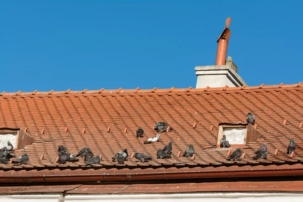 Середньовічні будинок даху — стокове фото