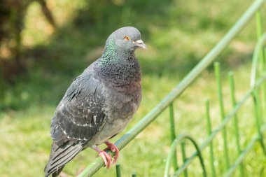 bir çitin üzerinde güvercin portre