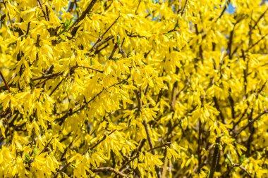 Baharda sarı çiçek çiçekler