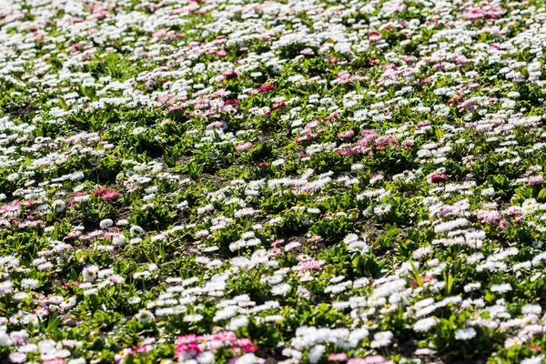 White And Pink Daisies Field — Stock Photo, Image