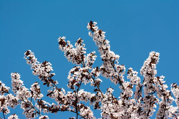 Fiore di melo — Foto Stock