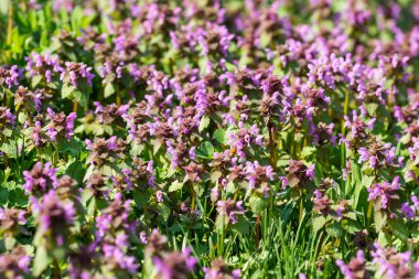 Mor bahar çiçekleri alan