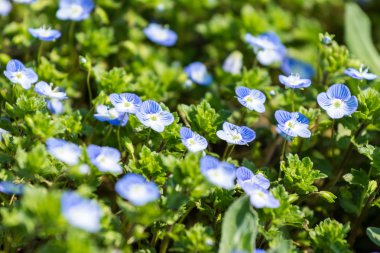centaurea cyanus alanına kadar yakın