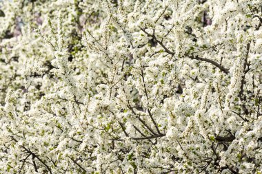 elma ağacı beyaz çiçek çiçeklenme