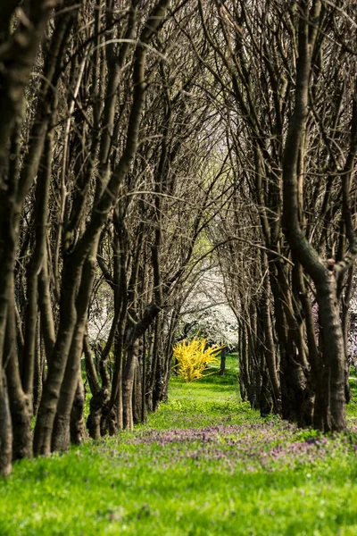 Forrest Alley — Stock Photo, Image