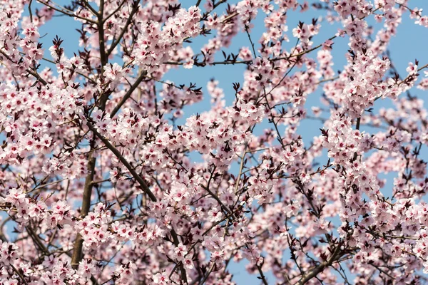Albero di mele fiori rosa in primavera — Foto Stock