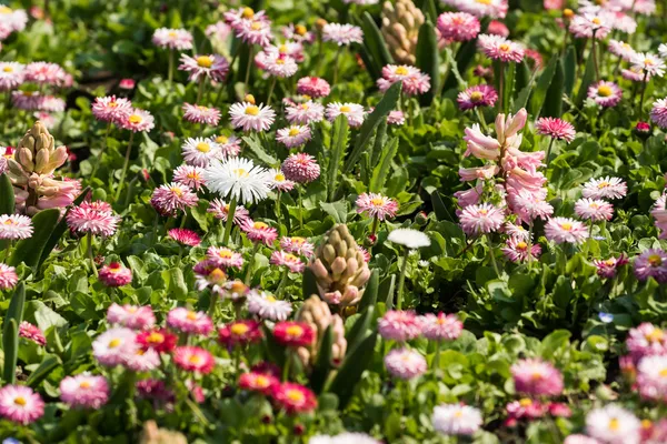 Campo de margaridas branco e rosa — Fotografia de Stock