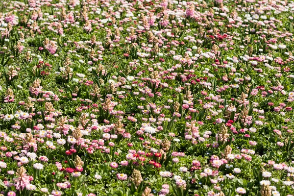 Pembe ve beyaz papatya alan — Stok fotoğraf