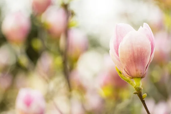 マグノリアの花のクローズ アップ — ストック写真