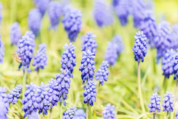 Tufted Grape Hyacinth Purple Flower Field — Stock Image Tufted Grape Hyacinth Purple Flower Field Stock Image