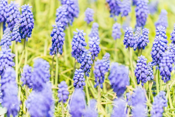 Tufted Grape Hyacinth Purple Flower Field — Stock Image Tufted Grape Hyacinth Purple Flower Field Stock Picture
